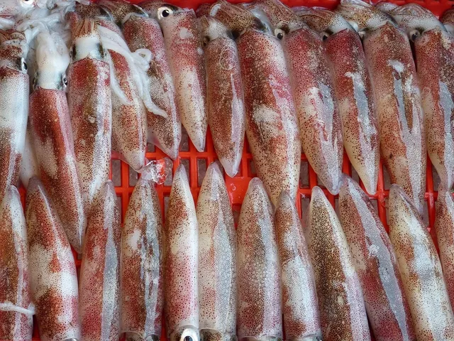 cirro di polpo